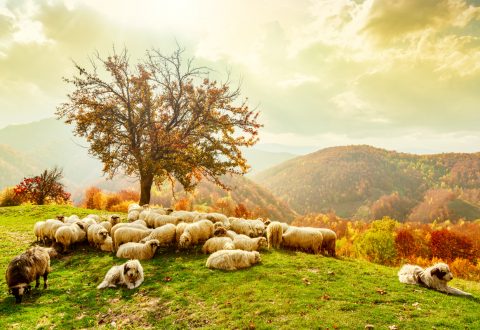 Grand Tour of Romania