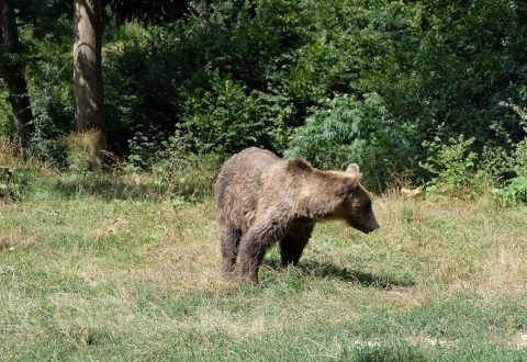 Photo tour & bears watching why is romania famous