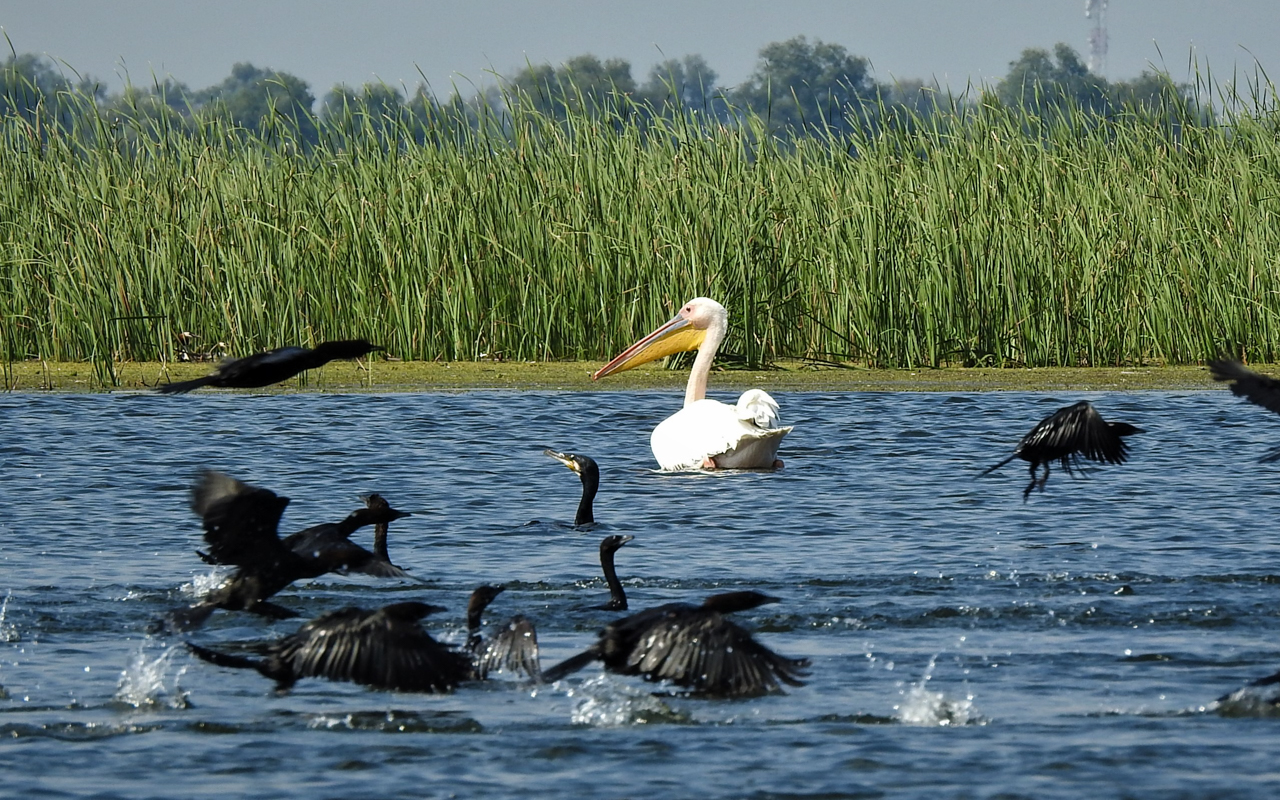 Danube delta near the city of constanta